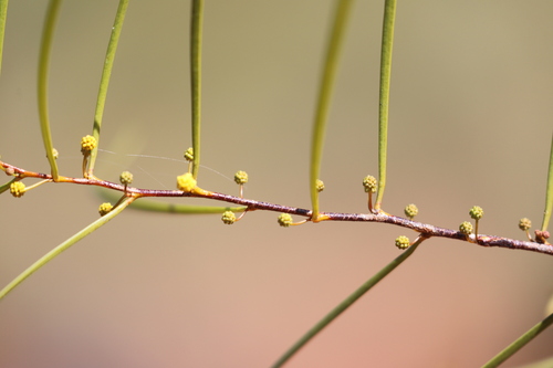 Acacia dietrichiana, 2023-07-24