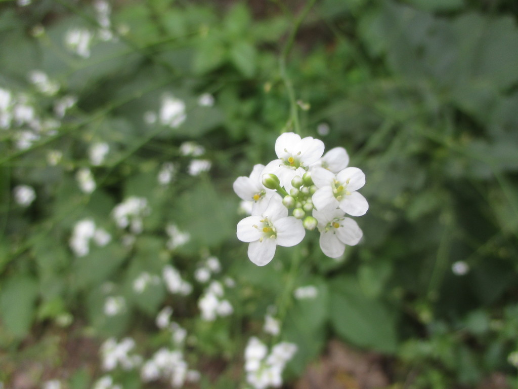 Crambe strigosa