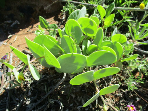 Image of Roepera cordifolia by no rights reserved
