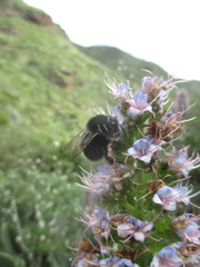 Bombus terrestris canariensis