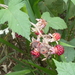 Rubus moluccanus - Photo (c) Nick Lambert,  זכויות יוצרים חלקיות (CC BY-NC-SA), uploaded by Nick Lambert