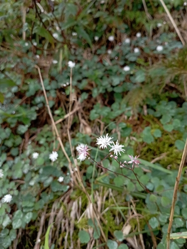 Image of Thalictrum urbainii by (c) jimmy, some rights reserved (CC BY)