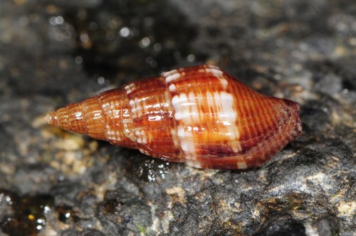 Well-ribbed Dove Snail