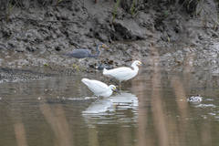 Egretta thula