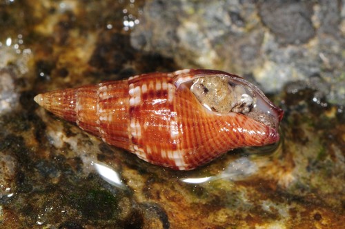 Well-ribbed Dove Snail