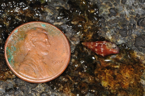 Well-ribbed Dove Snail