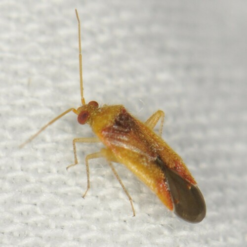 Parthenicus covilleae