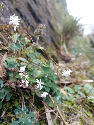 Image of Thalictrum urbainii by (c) jimmy, some rights reserved (CC BY)