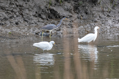 Egretta thula