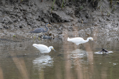 Egretta thula