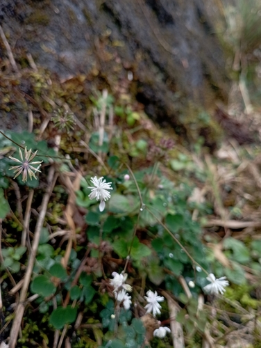 Image of Thalictrum urbainii by (c) jimmy, some rights reserved (CC BY)