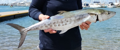 Blotched mackerel (Scomberomorus queenslandicus) — Scombridae — 2