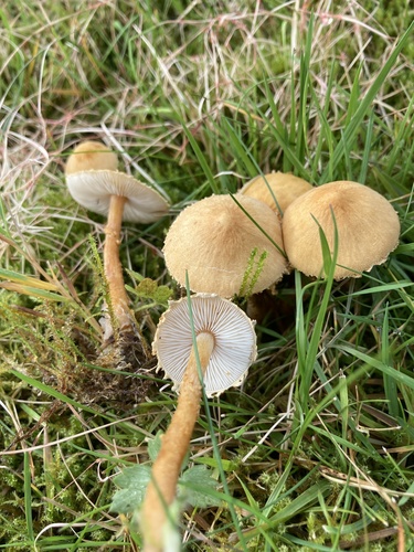 Earthy Powdercap