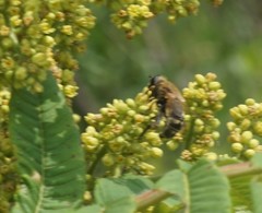 Polydontomyia curvipes