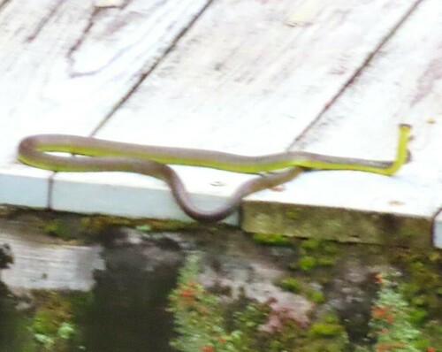 Common Tree Snake sighting
