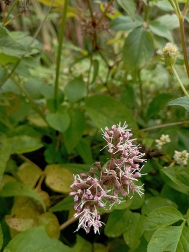 Eupatorium shimadae, photograph 4