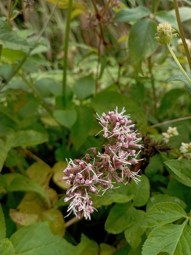 Eupatorium shimadae, photograph 5