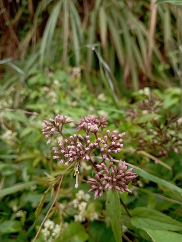 Eupatorium shimadae, photograph 6
