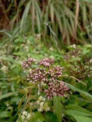 Eupatorium shimadae, photograph (c) jimmy, some rights reserved (CC BY)