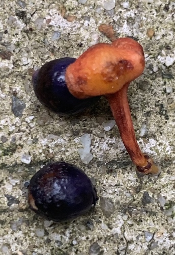 Mischocarpus sundaicus observed 2023-09-29