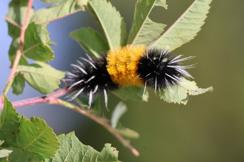 Spotted Tussock Moth, photo 4 of 9