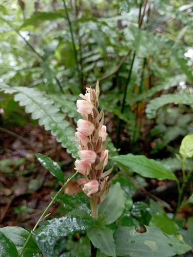 Goodyera foliosa (Goodyera foliosa)