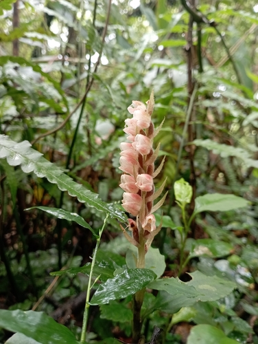 Image of Goodyera foliosa by (c) jimmy, some rights reserved (CC BY)