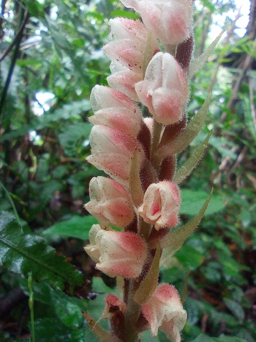 Image of Goodyera foliosa by (c) jimmy, some rights reserved (CC BY)