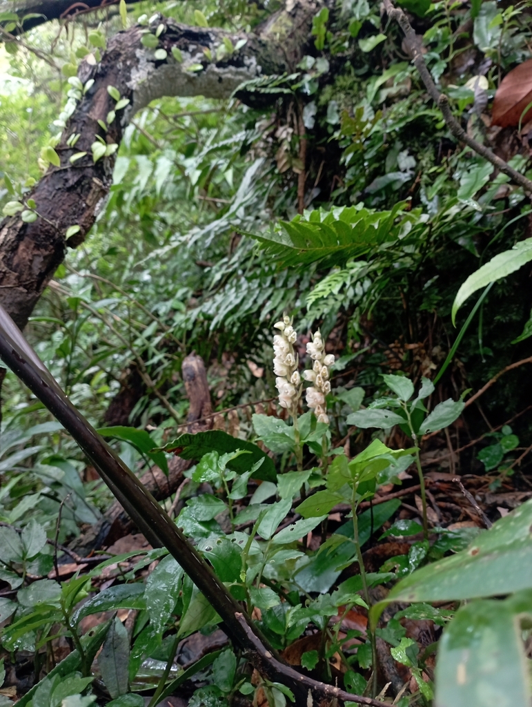 Goodyera foliosa