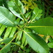 Calophyllum sil - Photo (c) bean_ar,  זכויות יוצרים חלקיות (CC BY-NC)