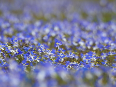 Veronica syriaca