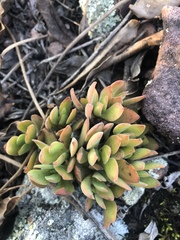 Crassula swaziensis