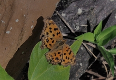 Polygonia c-aureum lunulata
