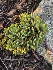Crassula swaziensis