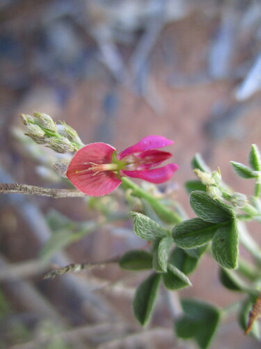 Image of Indigofera pungens by no rights reserved