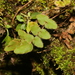 Paragymnopteris vestita - Photo (c) 沈冠宇(Kuan-yu Shen),  זכויות יוצרים חלקיות (CC BY-NC-ND), הועלה על ידי 沈冠宇(Kuan-yu Shen)