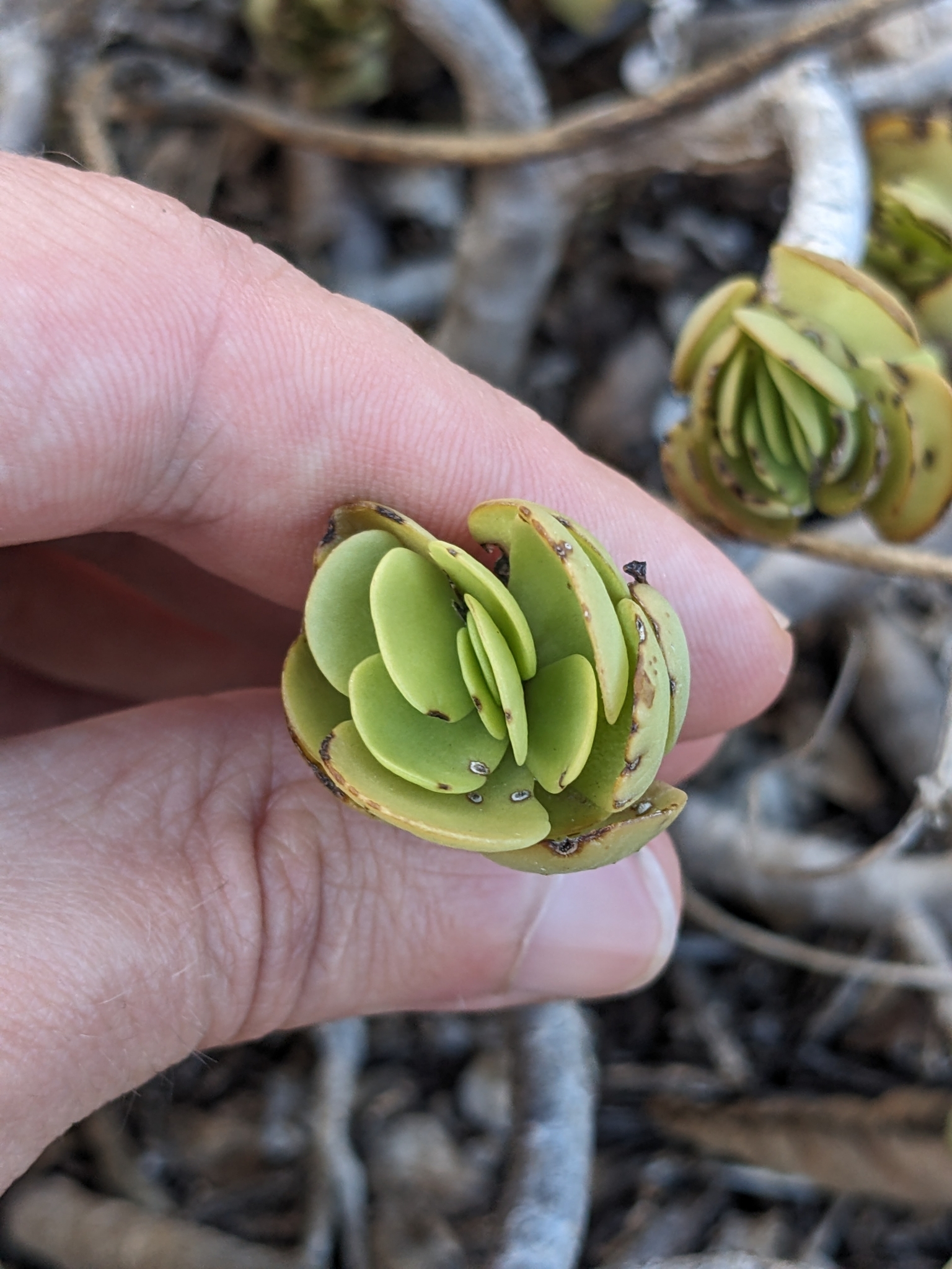 Ihi (Portulaca molokiniensis)