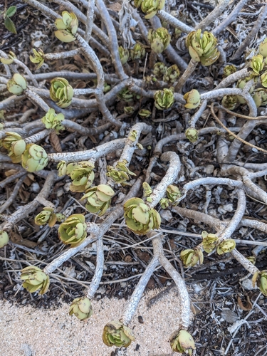 Portulaca molokiniensis, photograph 2