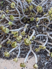 (c) Eric Knight, some rights reserved (CC BY) Portulaca molokiniensis, photograph (c) Eric Knight, some rights reserved (CC BY)