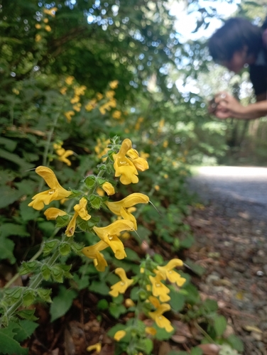 Image of Salvia nipponica by (c) jimmy, some rights reserved (CC BY)