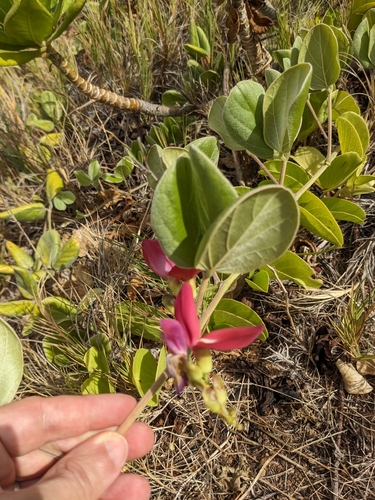Image of Silky Jackbean (Canavalia sericea) by (c) Eric Knight, some rights reserved (CC BY)