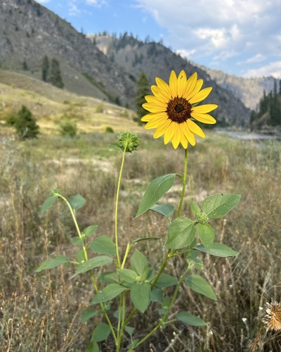 Helianthus annuus