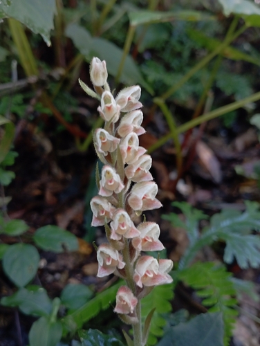 Image of Goodyera foliosa by (c) jimmy, some rights reserved (CC BY)