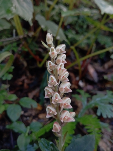 Image of Goodyera foliosa by (c) jimmy, some rights reserved (CC BY)