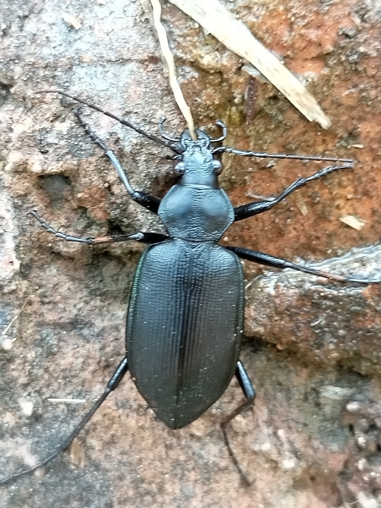 Calosoma angulatum
