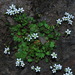 Madeira Saxifrage - Photo (c) Konrad and Roland Greinwald, some rights reserved (CC BY-NC), uploaded by Konrad and Roland Greinwald