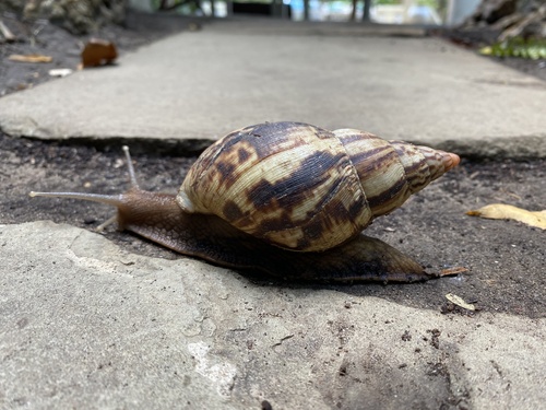 Achatina albopicta, 2023-09-26