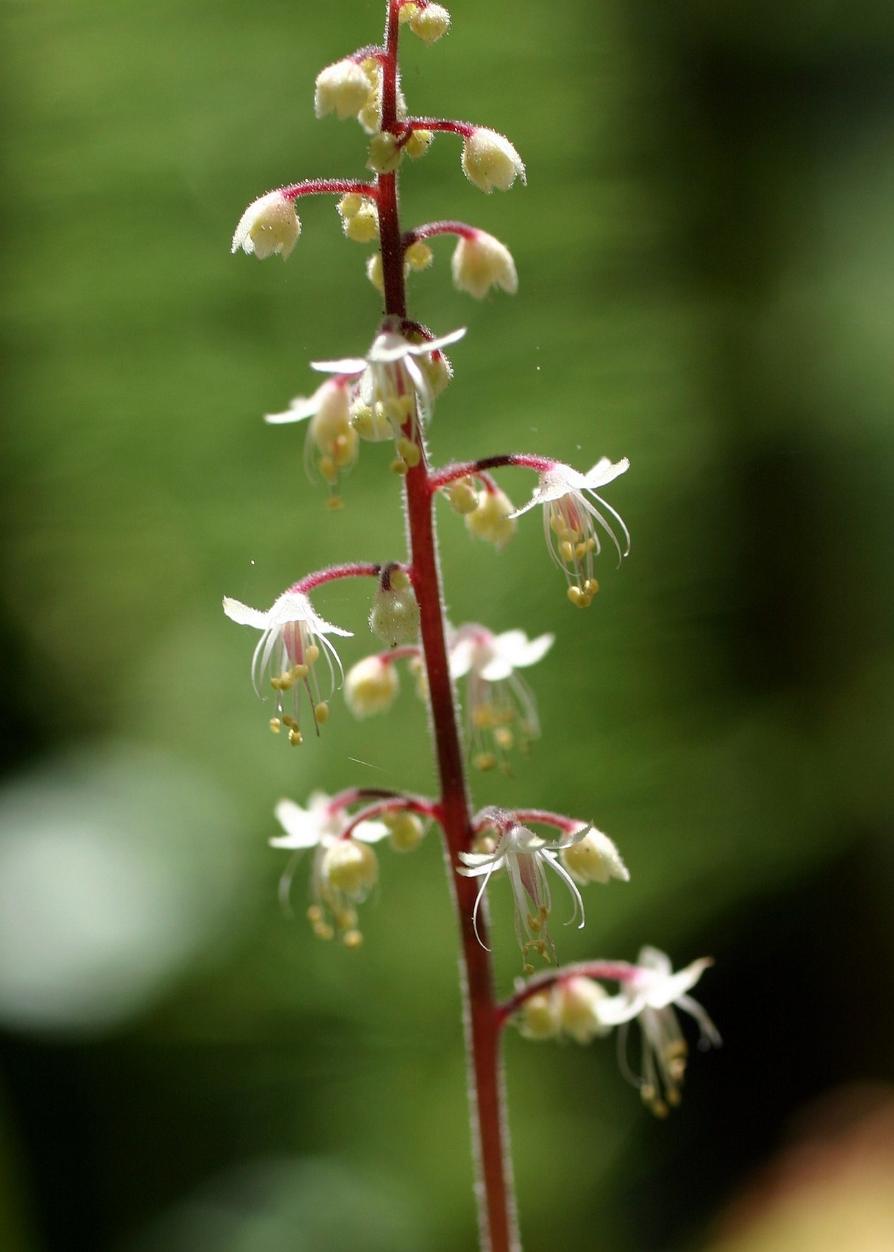 Tiarella