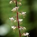 Foamflowers - Photo (c) David Hofmann, some rights reserved (CC BY-NC-ND)