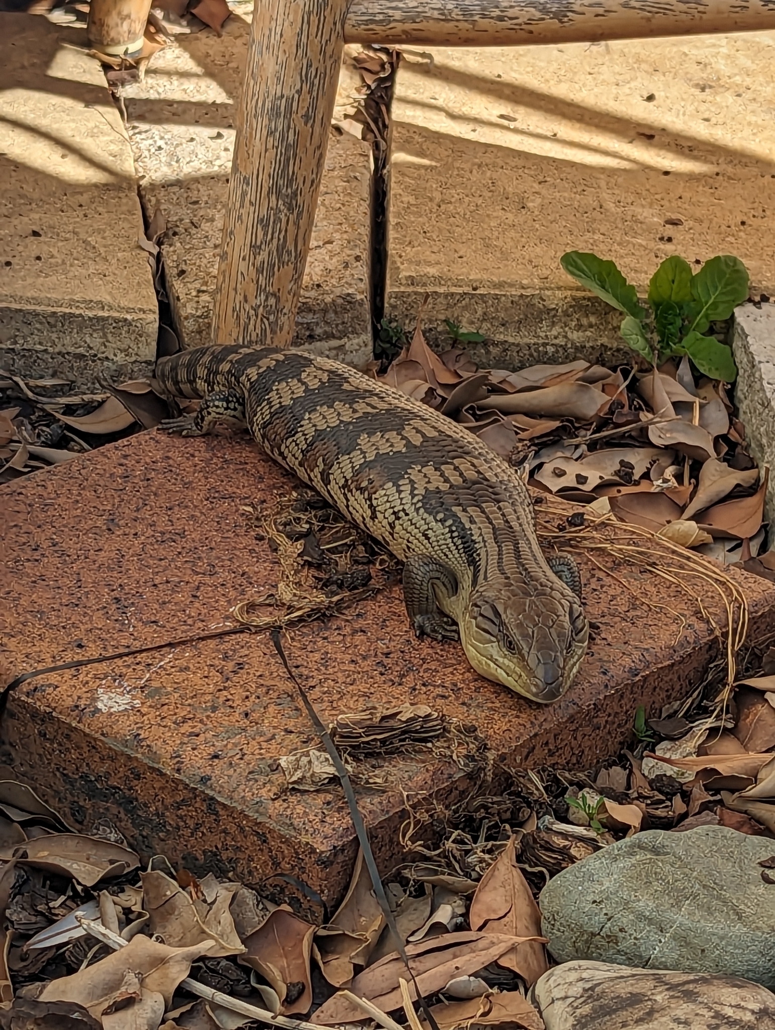 common bluetongue, eastern bluetongue, eastern blue-tongued lizard, northern bluetongue